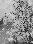 Ohne Titel (P 18090)