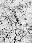 Ohne Titel (P 7429)