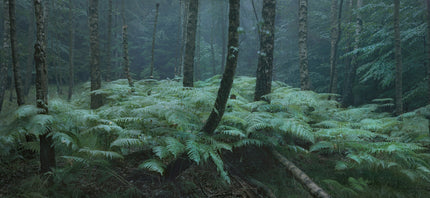Ohne Titel (WALD_0095)