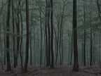 Ohne Titel (WALD_0172)