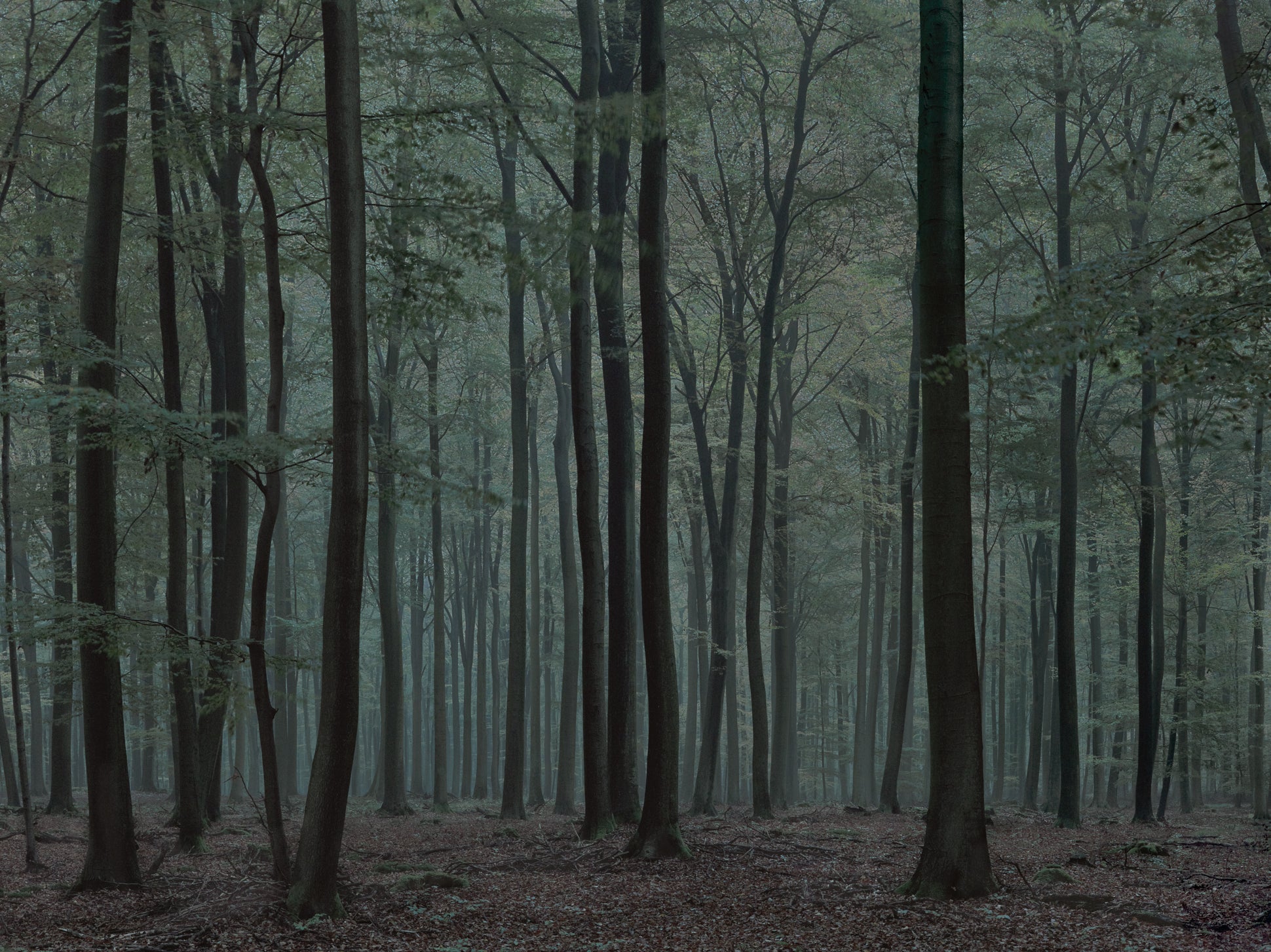 Ohne Titel (WALD_0172)