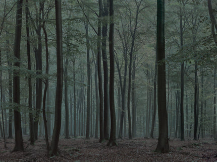 Ohne Titel (WALD_0172)