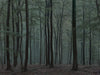 Ohne Titel (WALD_0172)