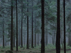 Ohne Titel (WALD_0252)