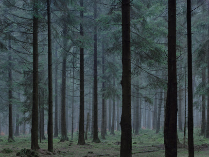 Ohne Titel (WALD_0252)