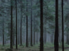 Ohne Titel (WALD_0252)