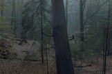 Ohne Titel (WALD_0486)