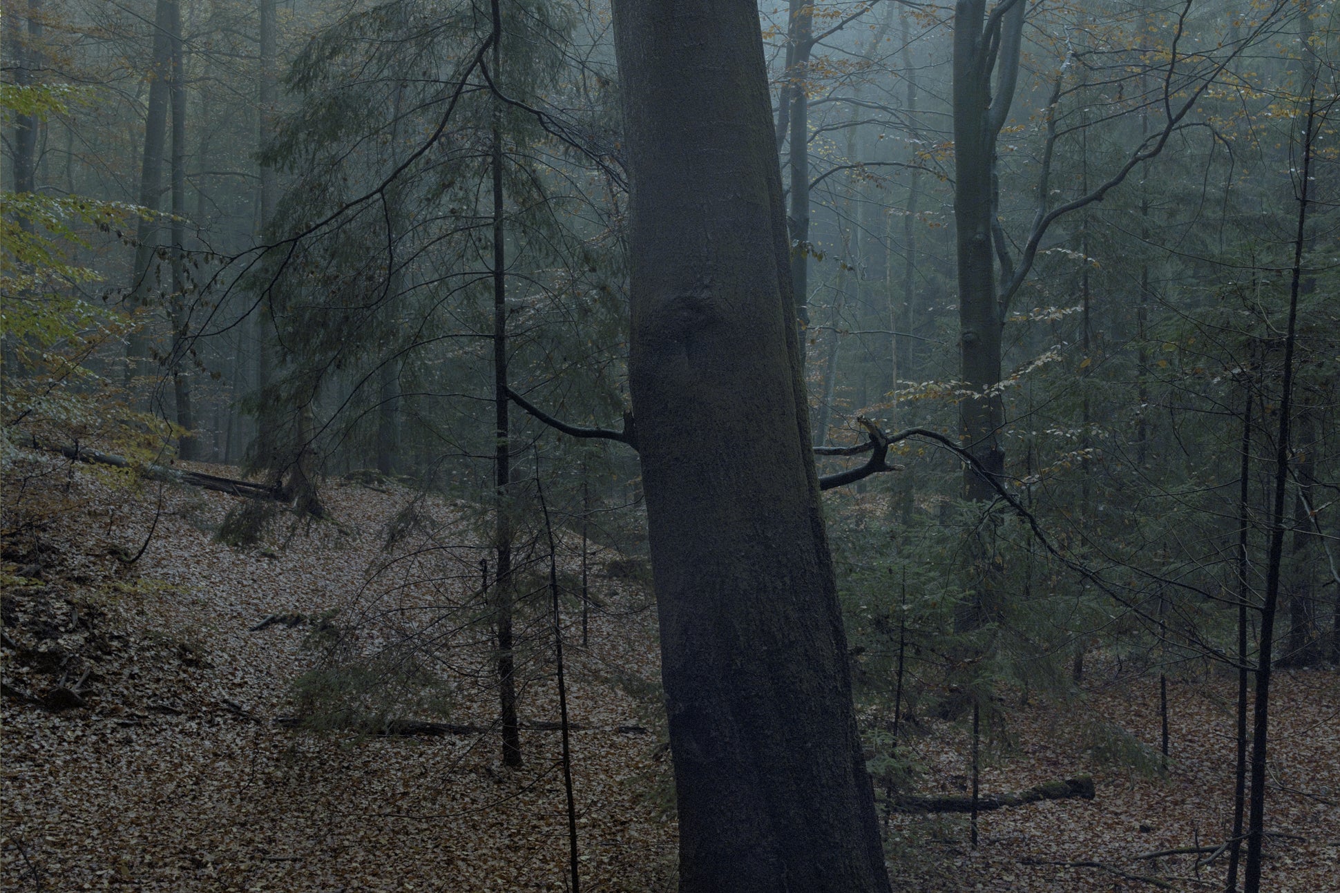 Ohne Titel (WALD_0486)