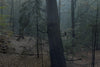 Ohne Titel (WALD_0486)