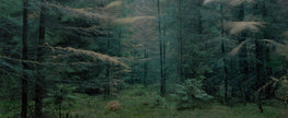 Ohne Titel (WALD_05769
