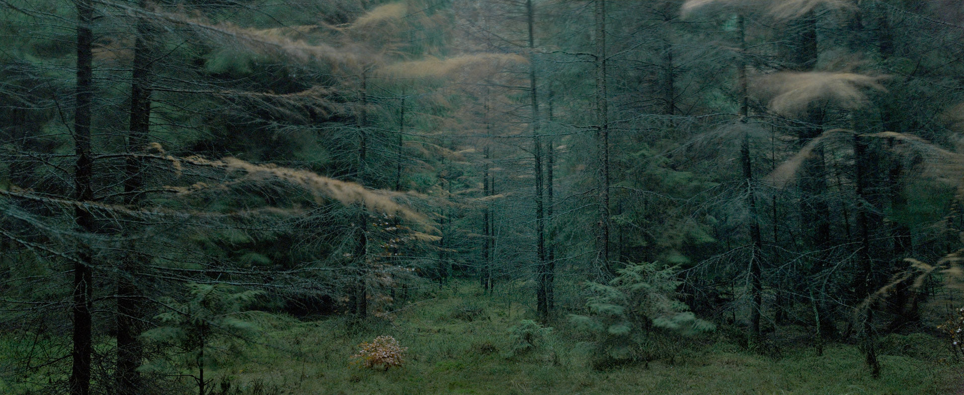 Ohne Titel (WALD_05769