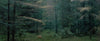 Ohne Titel (WALD_05769