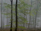Ohne Titel (WALD_2504)