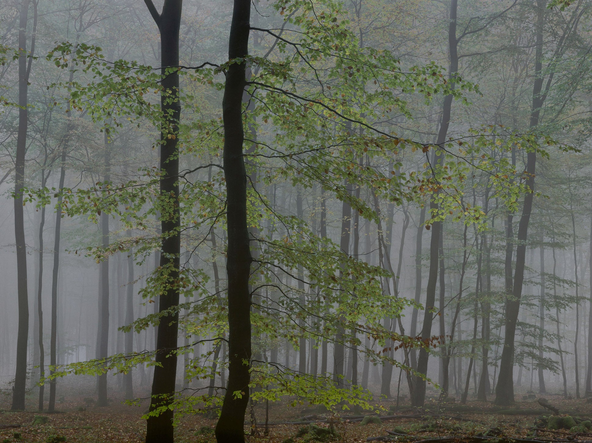 Ohne Titel (WALD_2504)