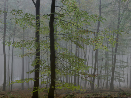 Ohne Titel (WALD_2504)