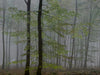 Ohne Titel (WALD_2504)