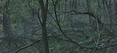 Ohne Titel (WALD_3176)