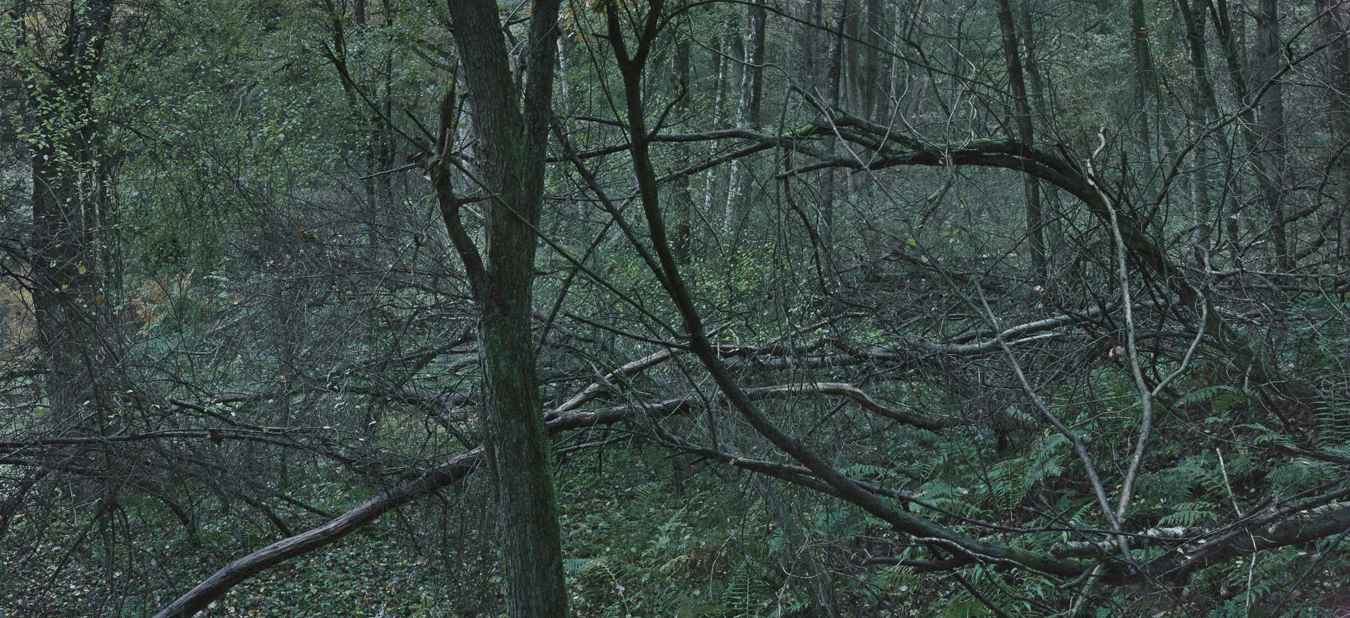 Ohne Titel (WALD_3176)
