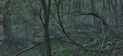 Ohne Titel (WALD_3176)