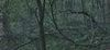 Ohne Titel (WALD_3176)