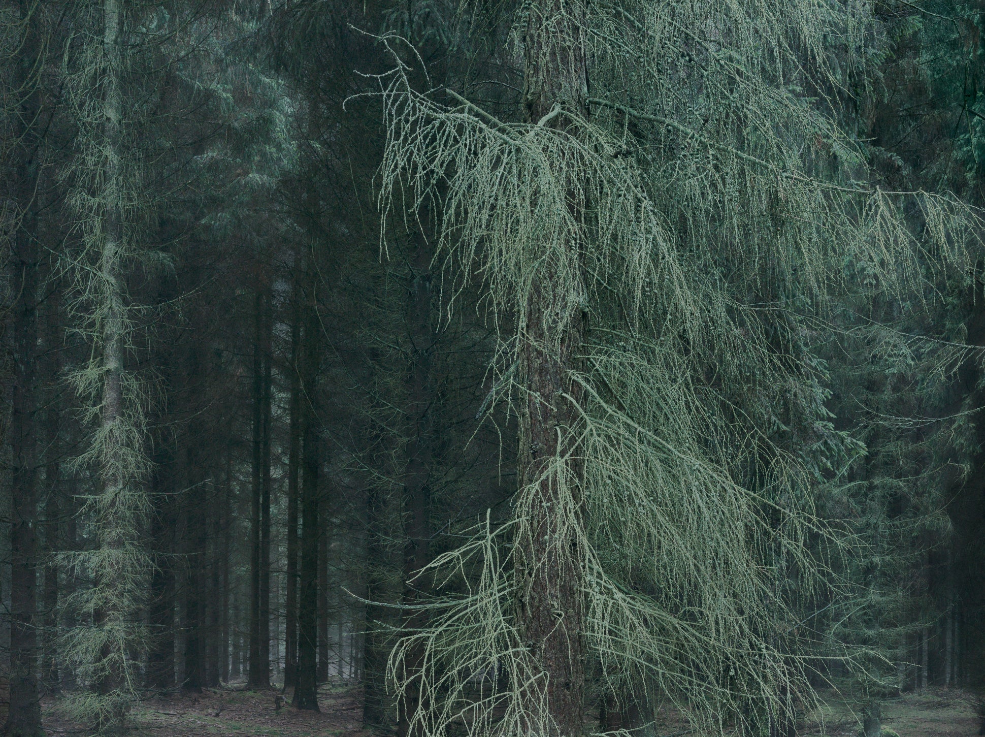 Ohne Titel (WALD_3817)