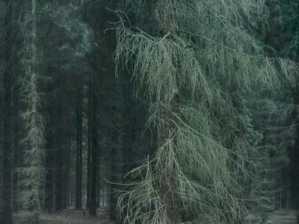 Ohne Titel (WALD_3817)