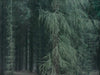 Ohne Titel (WALD_3817)