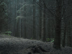 Ohne Titel (WALD_4608)