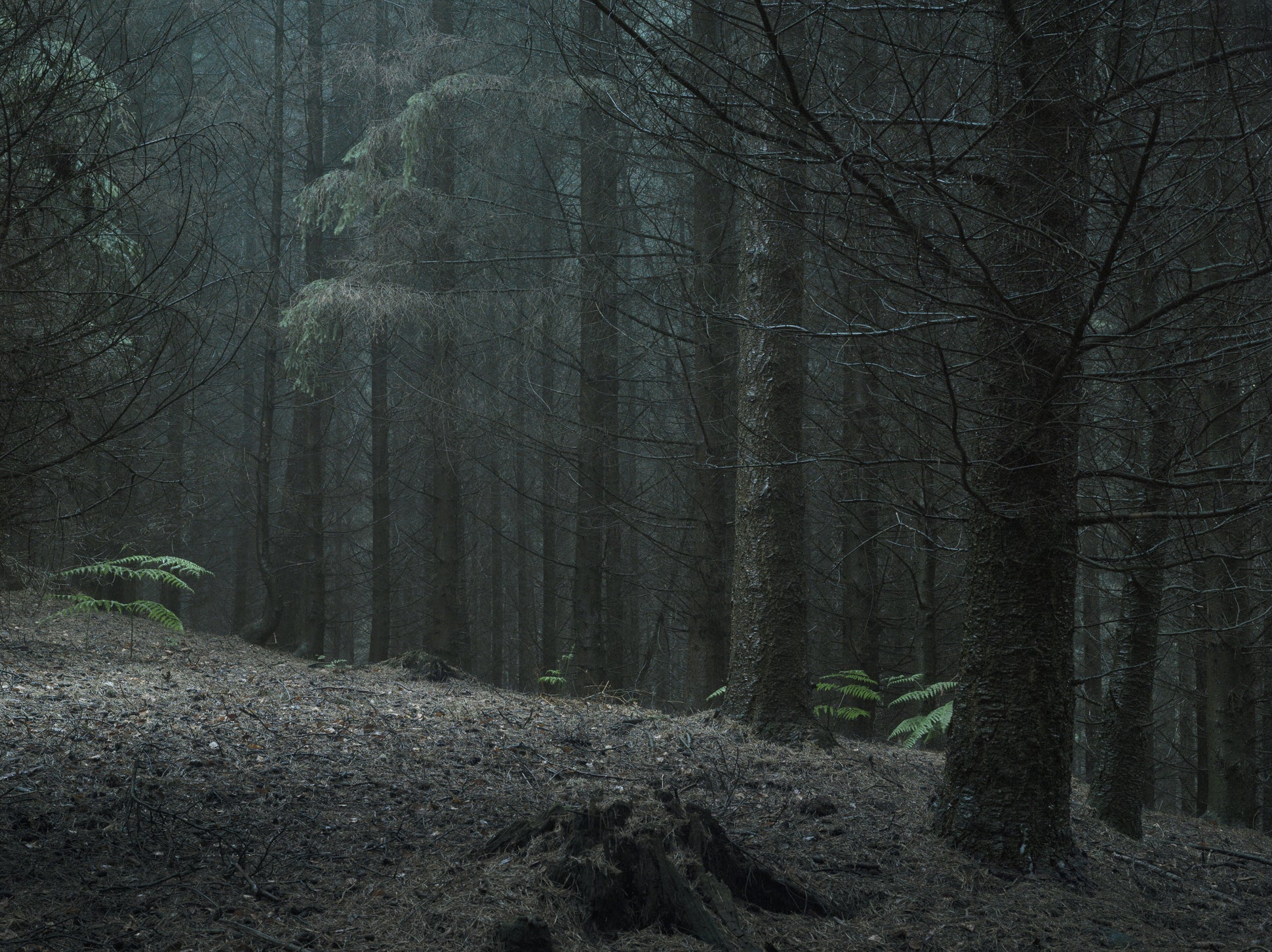 Ohne Titel (WALD_4608)