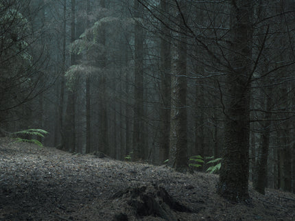 Ohne Titel (WALD_4608)