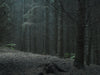 Ohne Titel (WALD_4608)