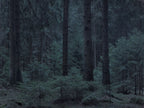 Untitled (WALD_5674)