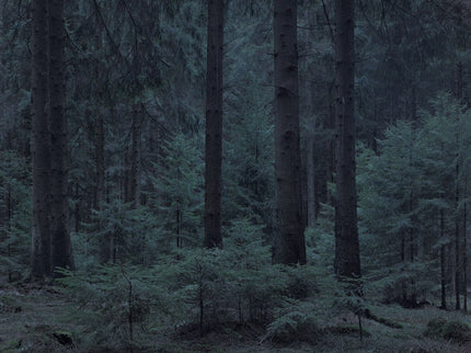 Ohne Titel (WALD_5674)