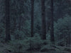 Untitled (WALD_5674)