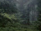 Ohne Titel (WALD_6588)