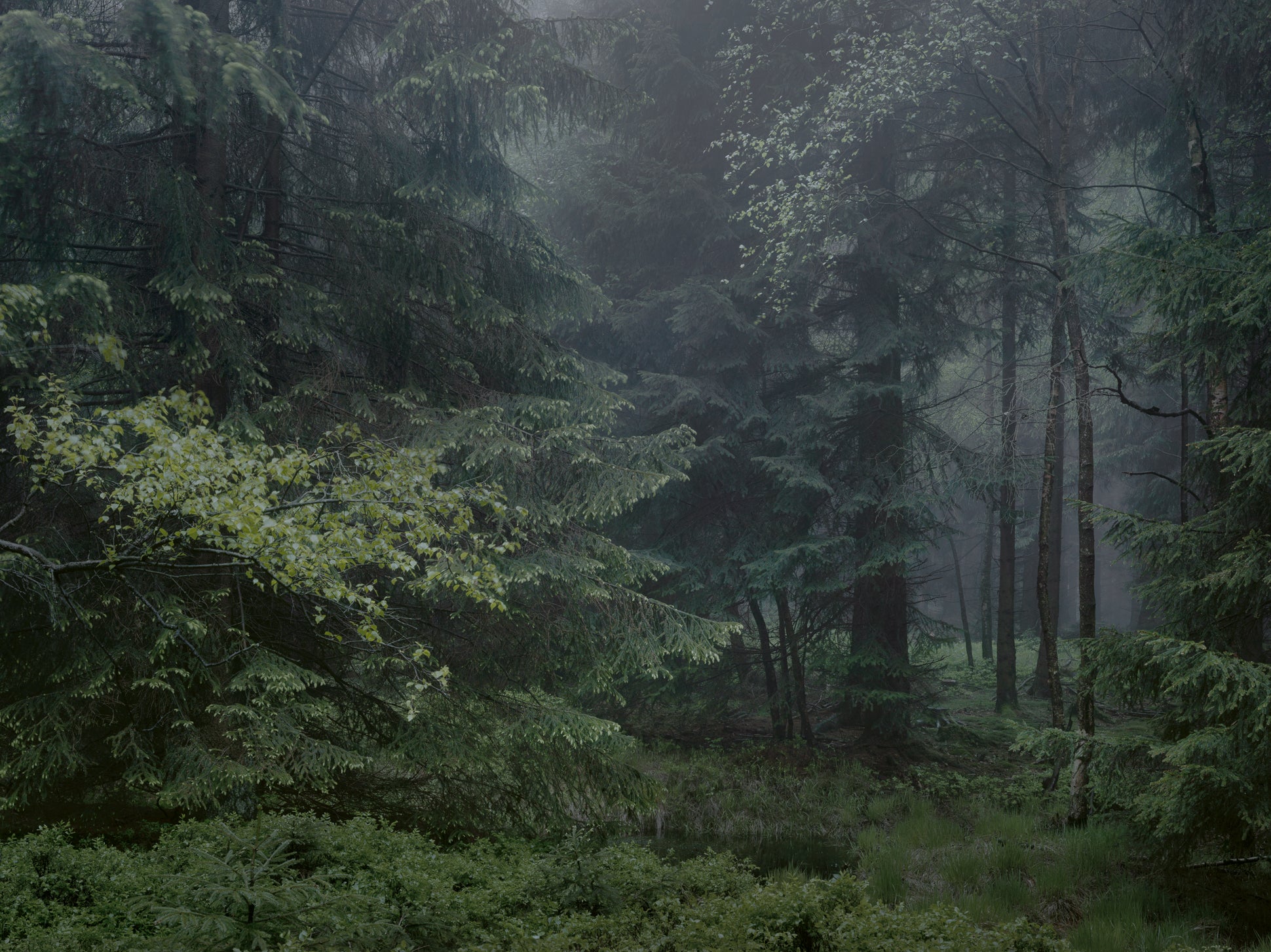 Ohne Titel (WALD_6588)