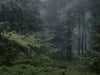 Ohne Titel (WALD_6588)