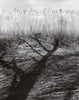 Altes Land