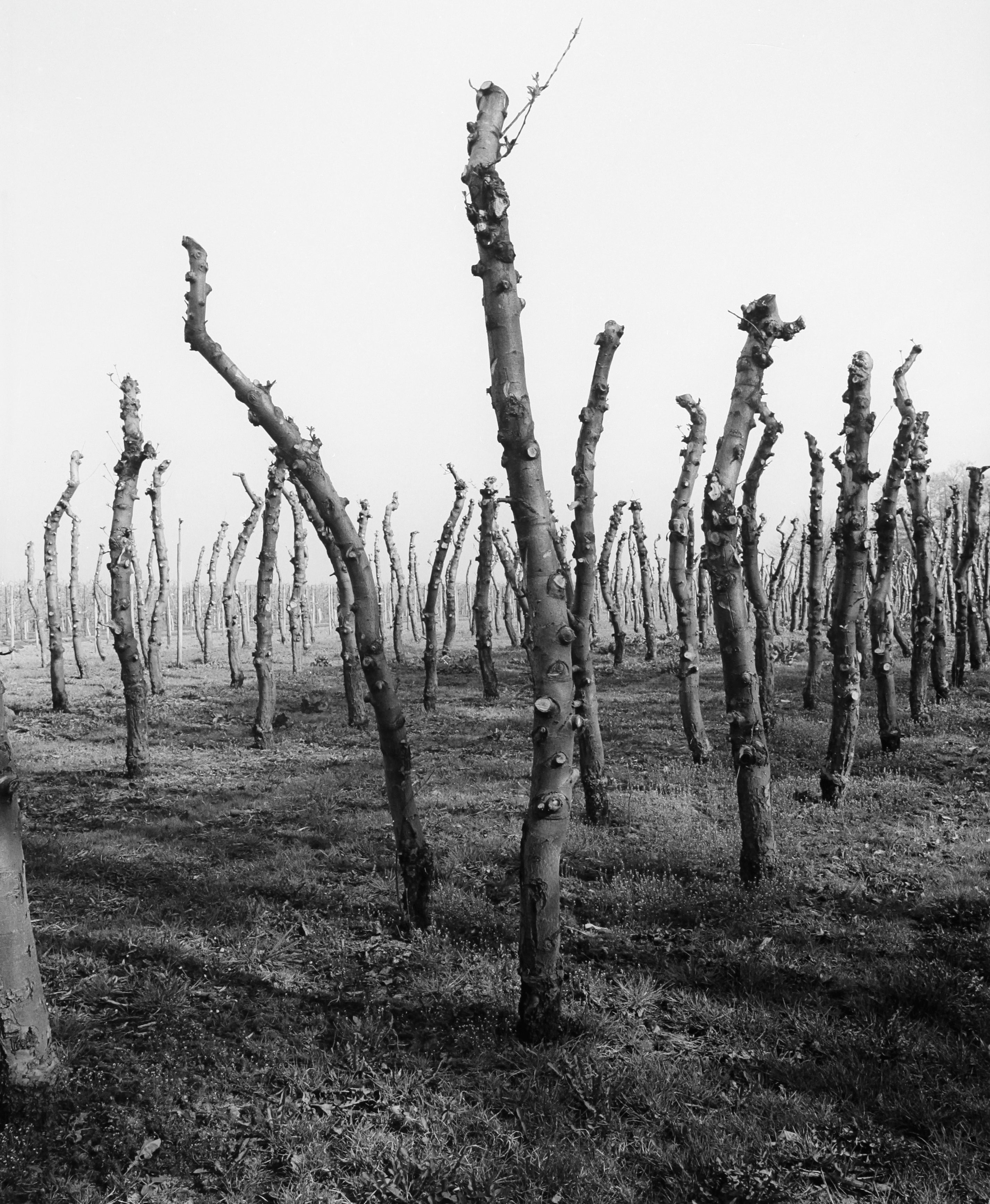 Altes Land