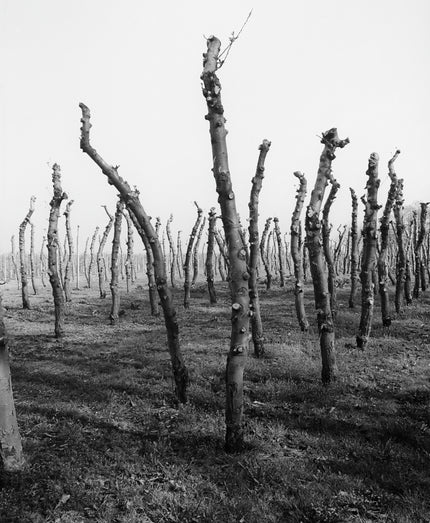Altes Land