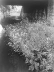 Altes Land