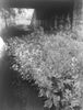 Altes Land