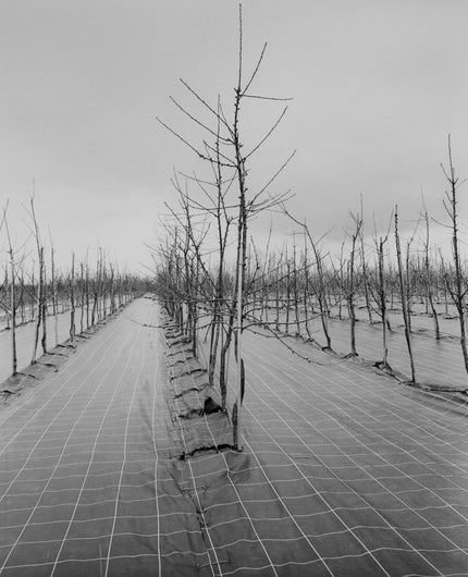 Altes Land