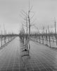 Altes Land