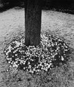 Altes Land