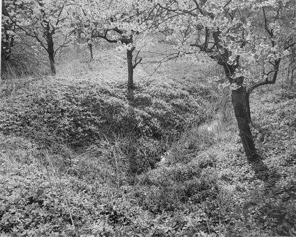 Altes Land