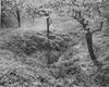 Altes Land