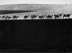 Camel caravan