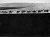 Camel caravan