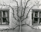 Grapevine between two windows